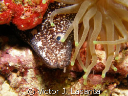 spotted eel inside a anemone at v.j.levels dive site in p... by Victor J. Lasanta 